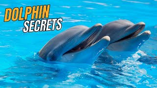 Dolphin Secrets: What These Intelligent Creatures Are Trying to Tell Us!