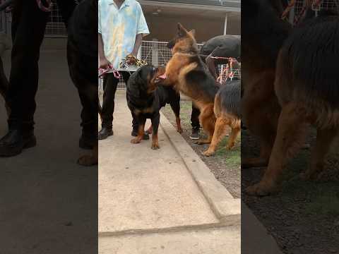 Rottweilers x German Shepherds #rottweiler #germanshepherd #shorts #dog