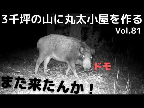 山開拓して丸太小屋を作る Vol.81 イノシシどうにかして／妻壁の中塗りじゃ