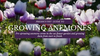 GROWING ANEMONES: How to Grow Anemone Coronaria from Start to Finish - Cut Flower Farm // Gardening