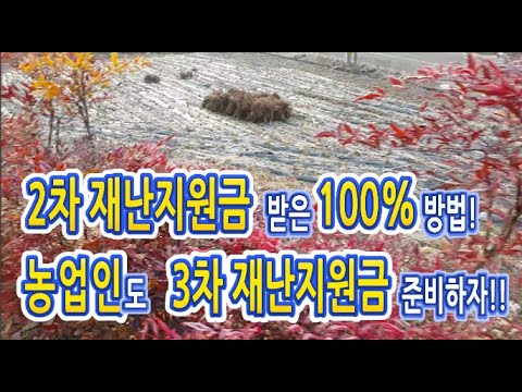 농업인도 3차재난지원금 받기!! ( 2차재난지원금 받은100% 방법)