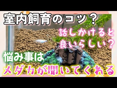 【メダカ】室内飼育のコツ？めだかは話しかけると長生きするらしい🐟悩み事を聞いてもらう🤣越冬準備！つなぎのダンボール📦#飼育#室内#ガラス水槽#だるま#転覆#都市伝説#アクアリウム#餌の量