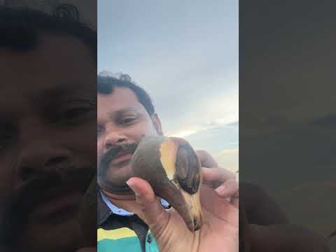 సముద్రపు నత్త shell ను మీరు చూశారా? Sea snail Shell