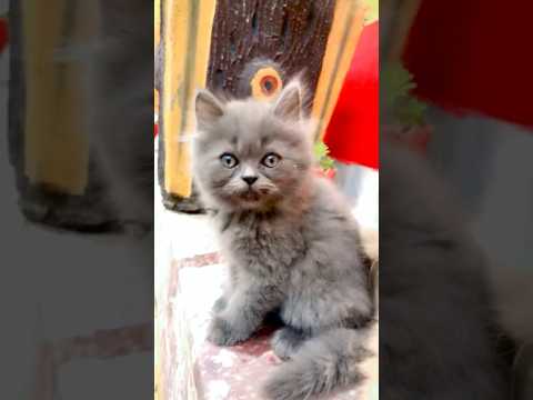 Black monda bhi aj agya sath ♥️ #youtubeshorts #cat #catlover #love ##cute #kitten #cutecat