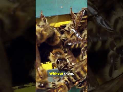 The Deadly Threat to Bees - Asian Giant Hornets! #Wildlife #ytshorts