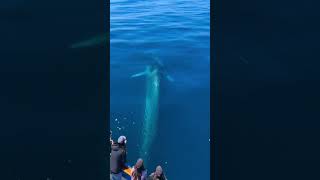 Friendly Fin Whale saying hello to the Dana Pride! 🐳👋🏻🐳👋🏻🐳👋🏻#finwhale #finwhaledanapoint