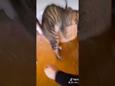 猫の驚き方と兄弟喧嘩！