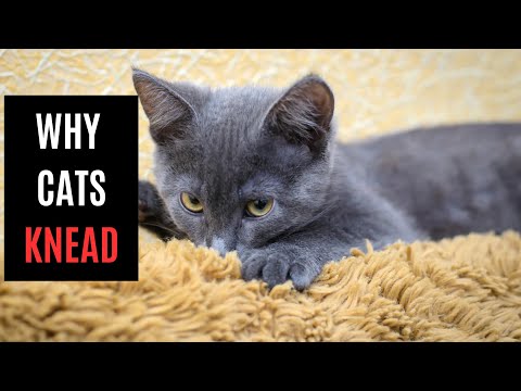 Discover the Mysterious Reasons Why Your Cat KNEADS