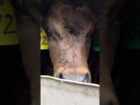 Day old calves ( about 2 weeks old)