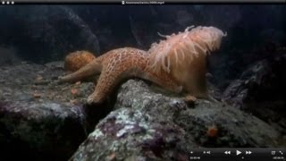 Anemone swims to escape attacking Seastar