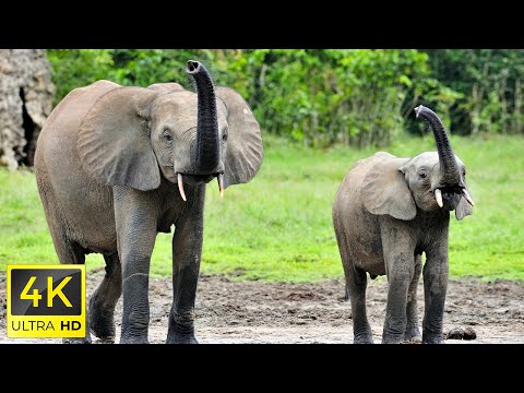 4K African Wildlife: Mudumu National Park, Africa - Scenic Wildlife Film With African Music