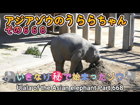 アジアゾウのうららちゃん（６６８）🐘いきなり㊙で始まったゾウ🐘（東山動植物園）Ulala of the Asian elephant Part 668