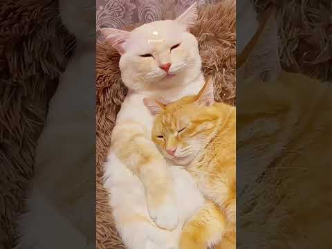 いつでも応えてくれる､温かい猫の世界A warm world of cats that always responds to you#可愛い甘えん坊猫カップル#cutest cat couple