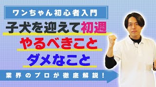 【犬飼育】子犬を迎えて1週間でやってはダメなこと/知っておくべきこと【しつけ】