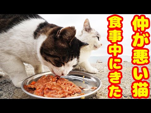 食事中に仲が悪い猫が現れたら・・・ さくらねこへの給餌 癒され野良猫動画 感動猫動画