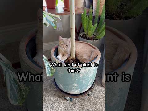 Charlie’s shenanigans continues 😹 #plants #houseplants #cat #youtubeshorts