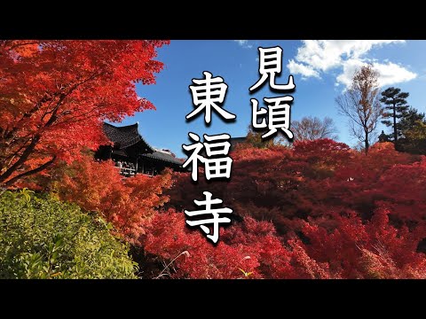 The autumn leaves at Tofukuji Temple in Kyoto are turning red at their best