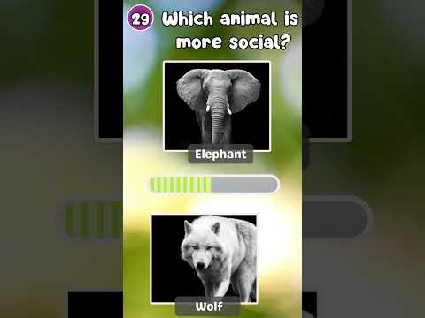 "How Good Is Your Knowledge of Animals? 🐾 Test Yourself Now!"|The Quiz Show