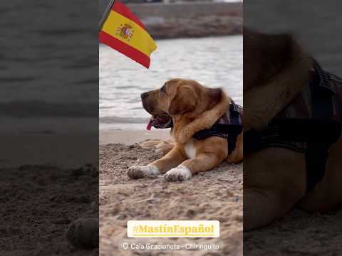 Guapo, El Mastín Español Radicando Todo España #Ibiza #Eivissa #Mastiff