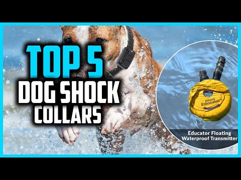 ✅Top 5 Best Dog Shock Collars in 2025