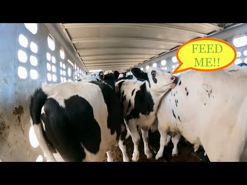 Stubborn Little Baby Cow’s | Holstein Livestock Unloading