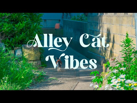 Alley Cat Vibes 🐾 Japanese Lofi Mix for Relaxation and Focus