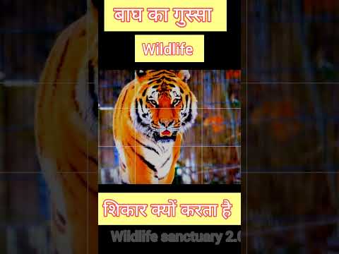 #tiger रातों में शिकार क्यों करता है। #facts #safarisightings #youtubeshorts #knowledge #wildlife