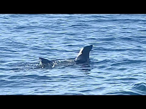 家島沖に珍客?!　キタオットセイか、釣り客ら発見　海面泳ぎ毛繕い　専門家「瀬戸内での目撃ない」