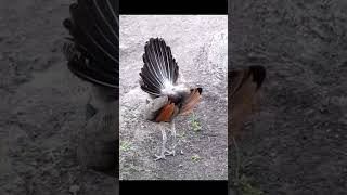 Dancing peahen #shorts#youtubeshorts #music#urbanwildlife #birds #doctor #natgeowild #bbcearth