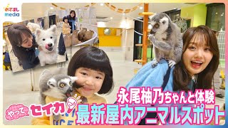 井上清華アナ＆“天才子役”永尾柚乃ちゃん テレビ初公開サモエドカフェや三つ子のカピバラの赤ちゃん アンティークおしゃれ空間でフクロウと触れ合い 「屋内アニマル新スポット」体験【やってセイカ】