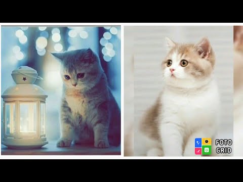 Cute Cat Dpz/Amazing Cat Dp Ideas for Girl's/Latest Ideas for Cat Dpz/Beautiful Cat Designs