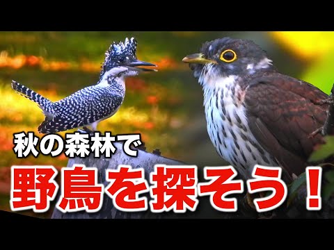 レアな野鳥を大発見！秋の思い出に深く刻まれる出会い～