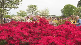 GWスタート　つつじが岡公園　満開のツツジが観光客魅了　群馬・館林市(24/04/27)