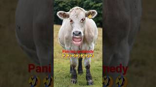 #funny #comedy #cow #sangrampur short video #trending