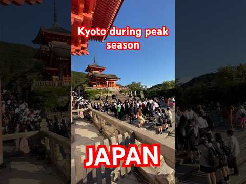 What to expect in Kyoto during peak season. #travel #japan #shorts