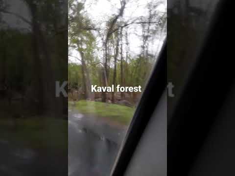 Kaval forest #forest