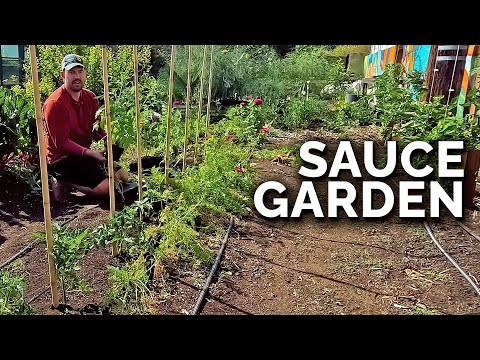 Planting a Tomato Sauce Garden! 🍅