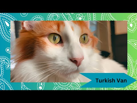 🐱 Discover the Turkish Van: The Swimming Cat! 🌊