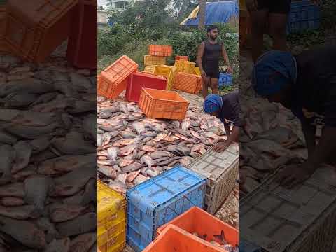 నెల్లూరు రూప్ చంద్ హార్వెస్టింగ్ #roopchand #fishharvesting #ytshorts #yt #ytviral #fishing #nellore