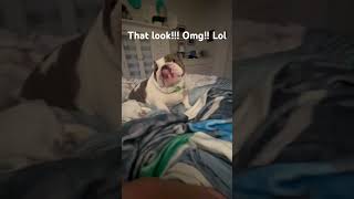 Sassy Blanche the bulldog!!! #englishbulldog #sassy #dog #viral #reels