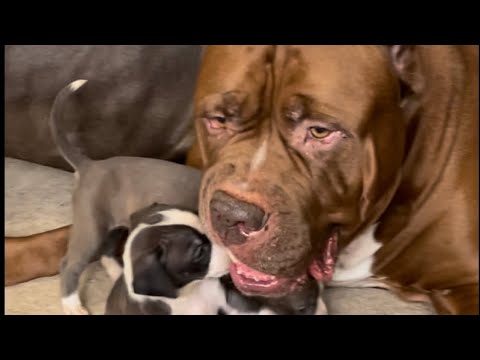 The most adorable puppies with Grandpa Hulk #youtubeshorts #youtube #love #reels #shorts #short