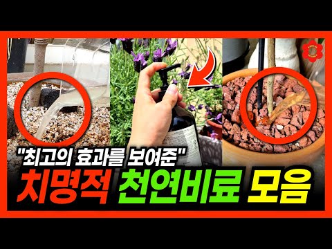 📌식물 비료는 이것 하나로 끝입니다ㅣ써본 분들이 극찬했던 바로 그 비료들👍ㅣ실제로 가장 효과 좋았던 비료들만 모음ㅣ최신, 최고의 여름 천연비료 모음집! 대박..🫢(히든 비료 있음)