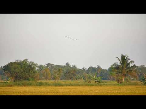 Sri Lanka: Polonnaruwa ricefields E of Galthambarawa Road 6-3-2019