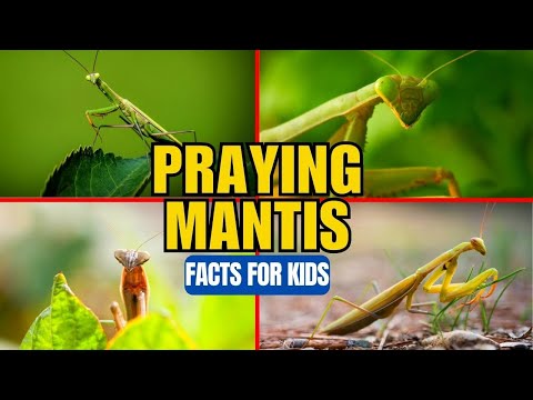 What is a Praying Mantis? Facts for Kids