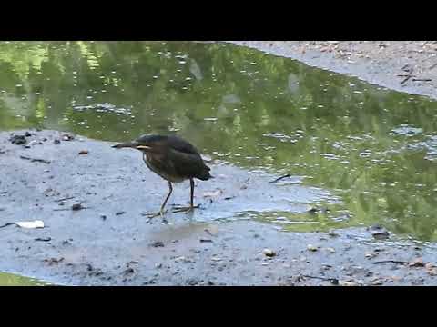 Green Heron on the Mudflats