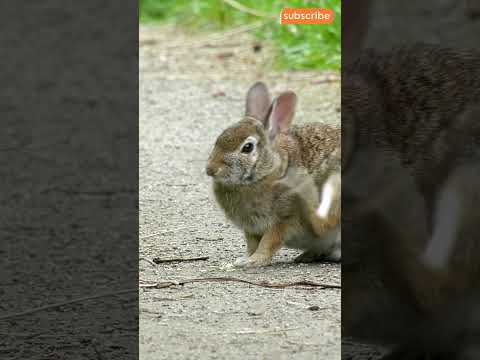 Rabbit Secrets in 60 Seconds: Fun Facts You Need to Know!