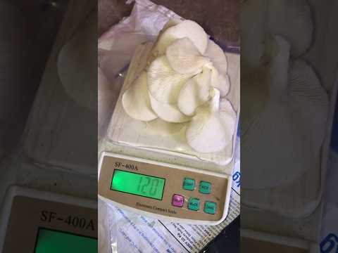 OysterMushroom packing idea Dhingri mushroom Packing #shorts #mushroom #viral