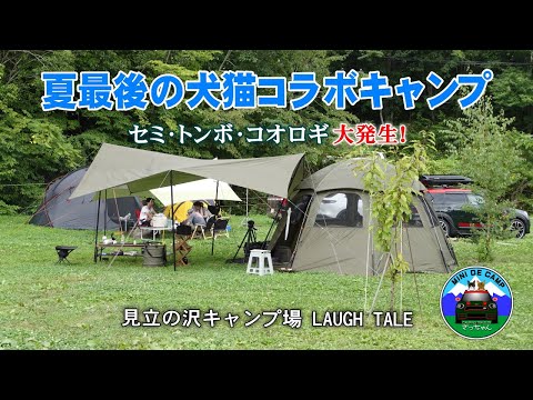 北海道キャンプ！夏の終わりに犬猫コラボキャンプ！キャンプ飯は札幌 ジンギスカンと長沼ジンギスカンの食べ比べ！見立の沢キャンプ場 LAUGH TALEでセミ･トンボ･コオロギ大発生！