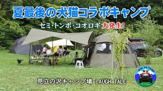 北海道キャンプ！夏の終わりに犬猫コラボキャンプ！キャンプ飯は札幌 ジンギスカンと長沼ジンギスカンの食べ比べ！見立の沢キャンプ場 LAUGH TALEでセミ･トンボ･コオロギ大発生！