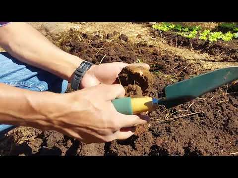 Manejo Agroecológico del suelo, una alternativa para la producción de alimentos en las comunidades